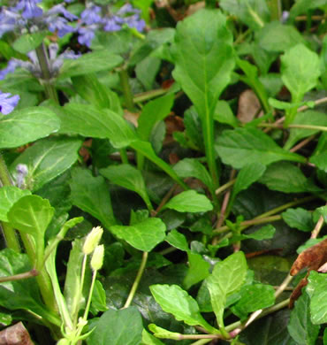 image of Ajuga reptans, Carpet Bugle, Bugle-weed