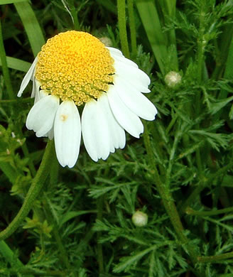 image of Anthemis arvensis, Corn Chamomile, Field Chamomile