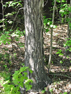 image of Carya carolinae-septentrionalis, Carolina Shagbark Hickory, Southern Shagbark Hickory, Carolina Hickory