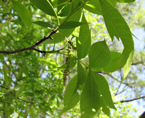 image of Carya carolinae-septentrionalis, Carolina Shagbark Hickory, Southern Shagbark Hickory, Carolina Hickory