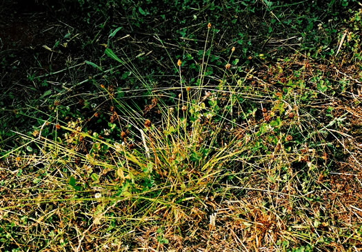 image of Carex cephalophora, Oval-leaf Sedge