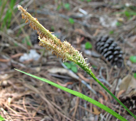 spikes