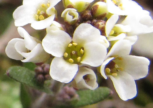 image of Abdra brachycarpa, Shortpod Draba, Short-fruited Draba