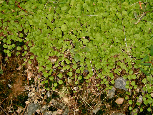 image of Dichondra carolinensis, Carolina Ponyfoot