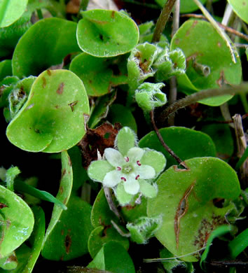 image of Dichondra carolinensis, Carolina Ponyfoot