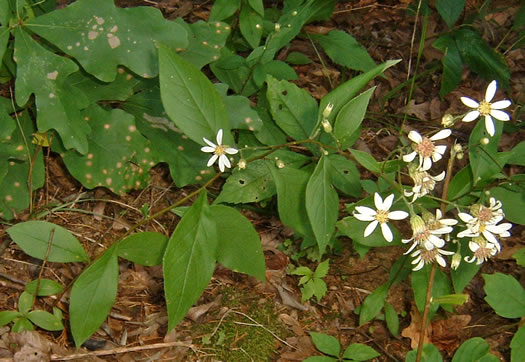 image of Doellingeria infirma, Appalachian Flat-topped White Aster, Cornel-leaf Aster, Cornel-leaf Whitetop Aster, Appalachian Whitetop Aster