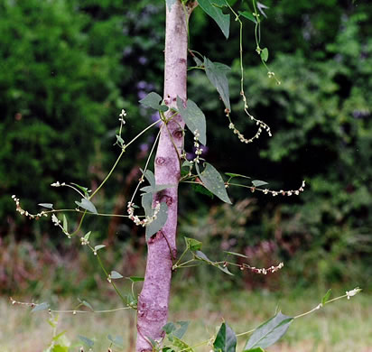 image of Fallopia scandens, Common Climbing Buckwheat