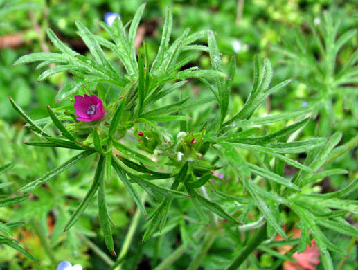 image of Geranium dissectum, Cutleaf Cranesbill