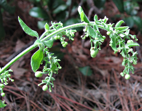 image of Galium bermudense, Coastal Bedstraw