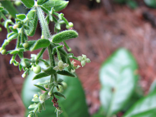 image of Galium bermudense, Coastal Bedstraw