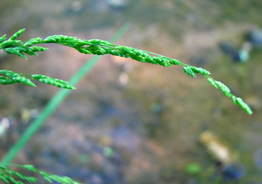 spikelet