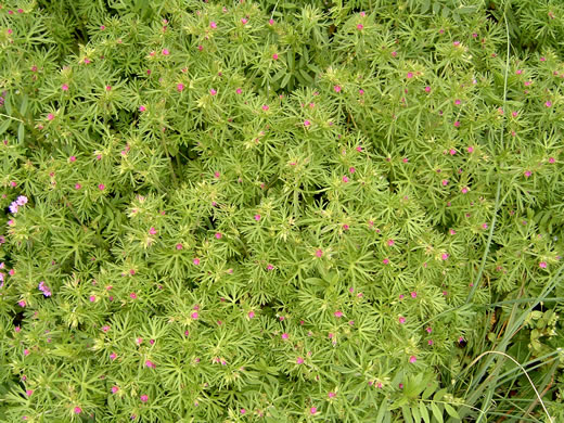 image of Geranium dissectum, Cutleaf Cranesbill