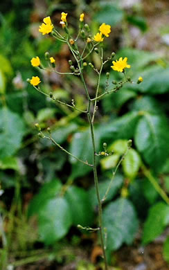 image of Hieracium marianum, Maryland Hawkweed