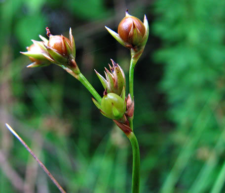 image of Juncus coriaceus, Leathery Rush