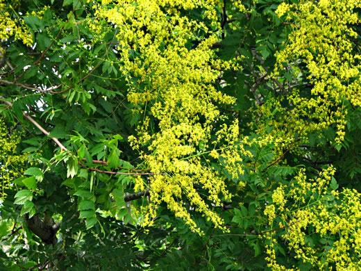 image of Koelreuteria paniculata, Golden Rain-tree