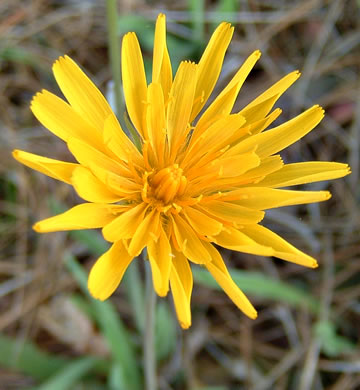 Krigia dandelion, Colonial Dwarf-dandelion, Potato Dwarf-dandelion