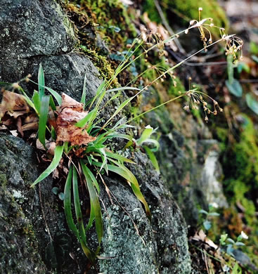 image of Luzula acuminata var. carolinae, Carolina Woodrush, Southern Hairy Woodrush