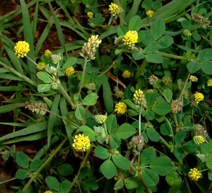 image of Medicago lupulina, Black Medick, Yellow Trefoil