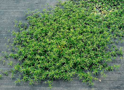 image of Mollugo verticillata, Carpetweed, Indian-chickweed, Green Carpetweed