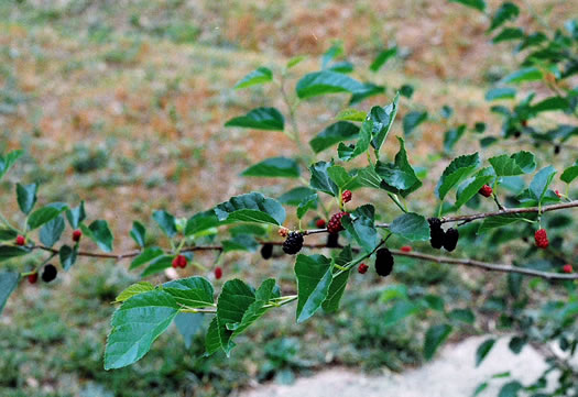 image of Morus alba, White Mulberry, Silkworm Mulberry, Russian Mulberry