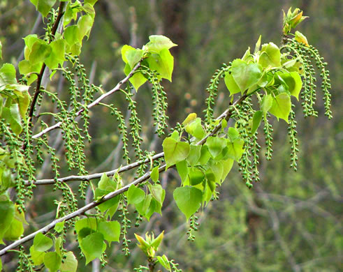 image of Populus deltoides ssp. deltoides, Eastern Cottonwood