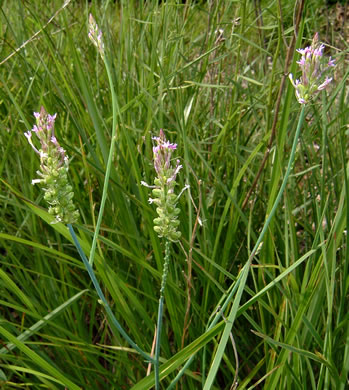 image of Polygala incarnata, Pink Milkwort, Procession-flower