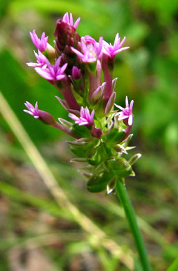 image of Polygala incarnata, Pink Milkwort, Procession-flower