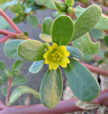 image of Portulaca oleracea, Common Purslane, Garden Purslane, Pussley, Pursley