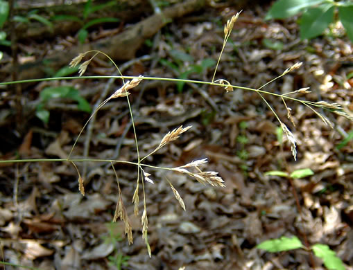 spikelet