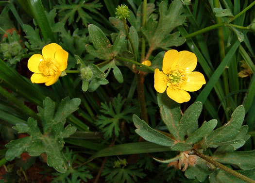 image of Ranunculus sardous, Sardinian Buttercup, Hairy Buttercup