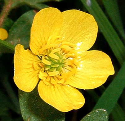 image of Ranunculus sardous, Sardinian Buttercup, Hairy Buttercup