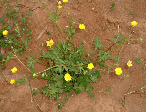 image of Ranunculus sardous, Sardinian Buttercup, Hairy Buttercup