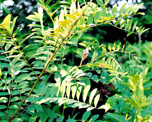 image of Robinia viscosa, Clammy Locust