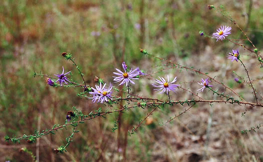 image of Symphyotrichum grandiflorum, Big-headed Aster, Rough Aster, Large-headed Aster, Largeflower Aster