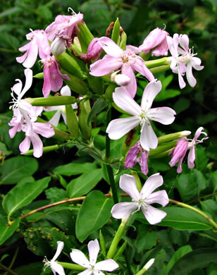 image of Saponaria officinalis, Soapwort, Bouncing Bet