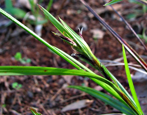 image of Scleria oligantha, Few-flowered Nutrush, Littlehead Nutrush