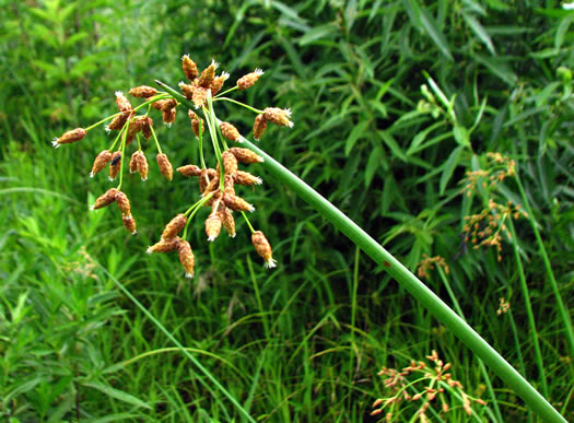 image of Schoenoplectus tabernaemontani, Softstem Bulrush, Great Bulrush