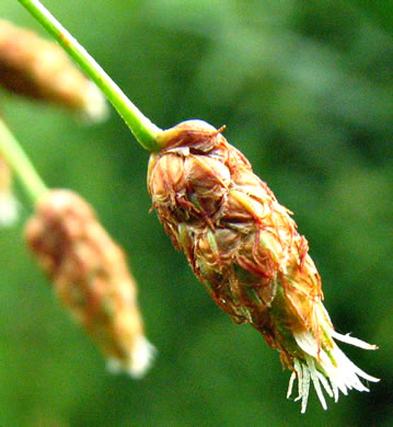 image of Schoenoplectus tabernaemontani, Softstem Bulrush, Great Bulrush