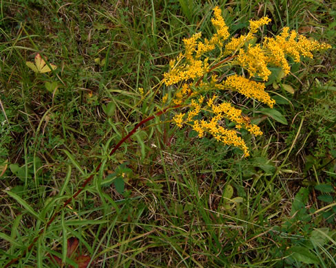 image of Solidago pinetorum, Small's Goldenrod, Pineywoods Goldenrod