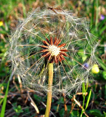 image of Taraxacum erythrospermum, Red-seeded Dandelion