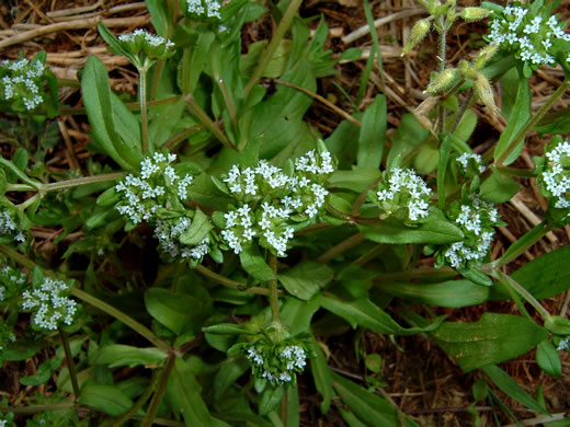 image of Valerianella locusta, European Cornsalad