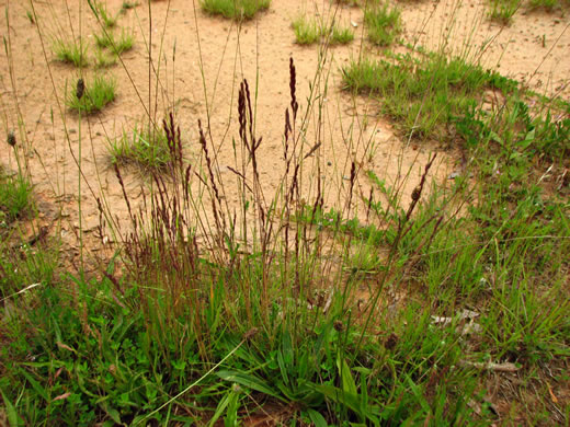 image of Festuca octoflora var. octoflora, Southern Six-weeks Fescue