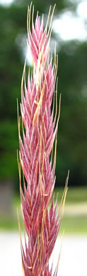 image of Festuca octoflora var. octoflora, Southern Six-weeks Fescue