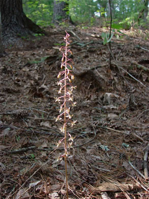 image of Tipularia discolor, Cranefly Orchid