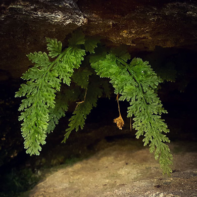 image of Vandenboschia boschiana, Appalachian Filmy-fern, Appalachian Bristle Fern