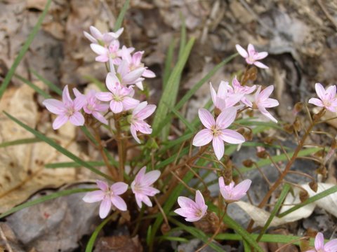 image of Claytonia virginica var. virginica, Spring-beauty