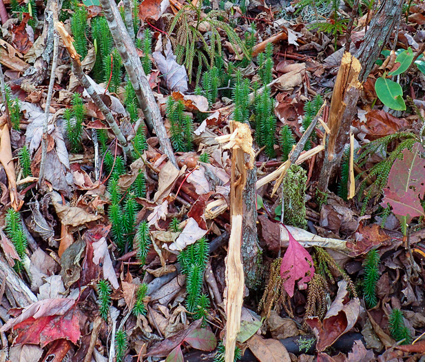 image of Spinulum annotinum, Stiff Clubmoss, Bristly Clubmoss