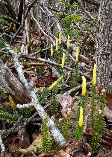 image of Spinulum annotinum, Stiff Clubmoss, Bristly Clubmoss