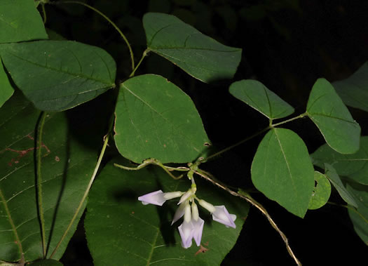 image of Amphicarpaea bracteata +, American Hog-peanut