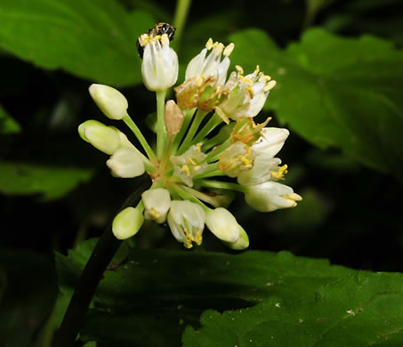 image of Allium tricoccum, Red Ramps, Rampscallions, Wild Leek